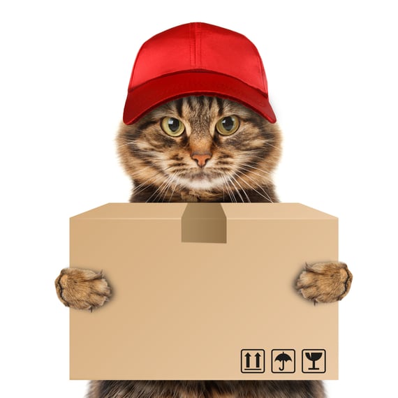Cat delivers package.