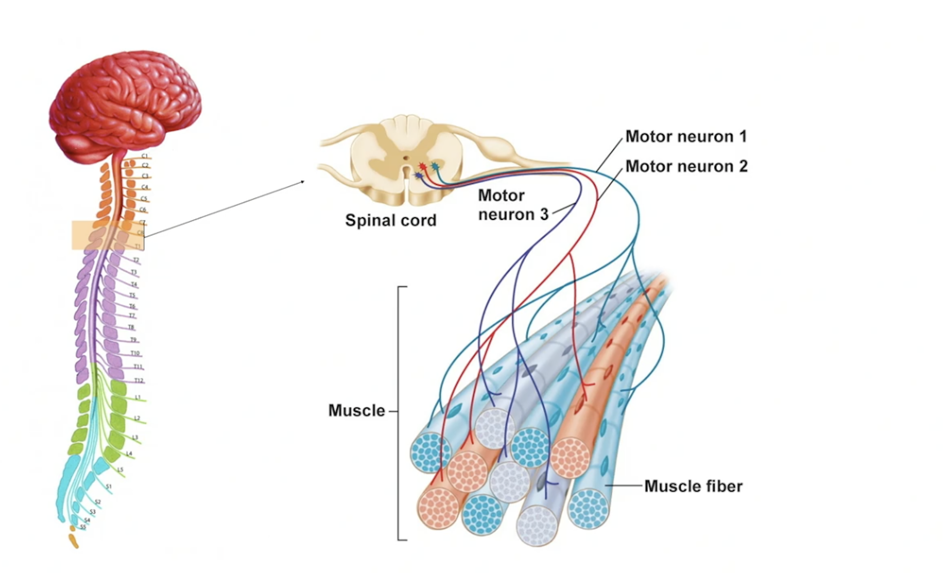 Motorneuroner från hjärna till muskelfiber